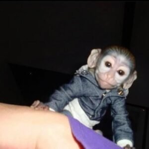 Male Capuchin (Billy)