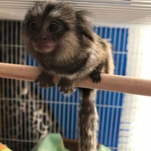 Finger Monkeys for sale in USA