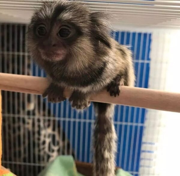 Finger Monkeys for sale in USA