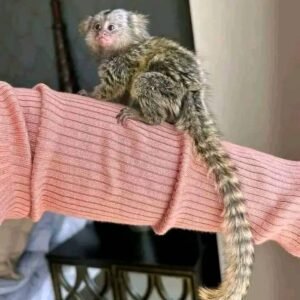 Female Marmoset (Mica)