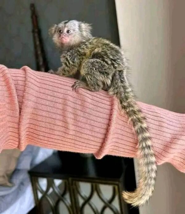 Female Marmoset (Mica)