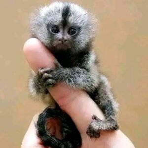 Finger Monkeys for sale in USA