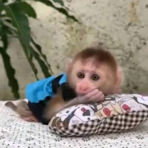 Finger Monkeys for sale in USA