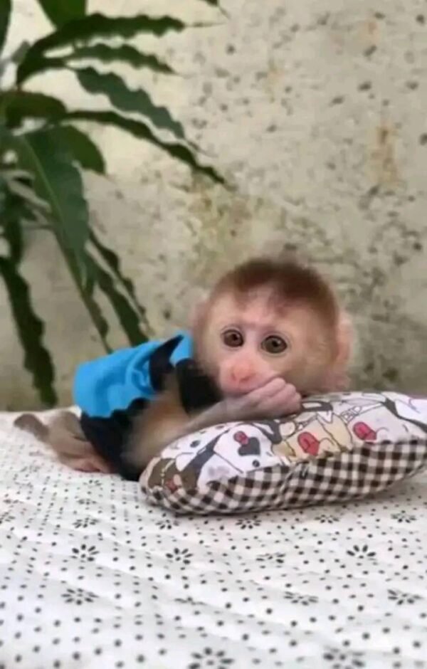 Finger Monkeys for sale in USA